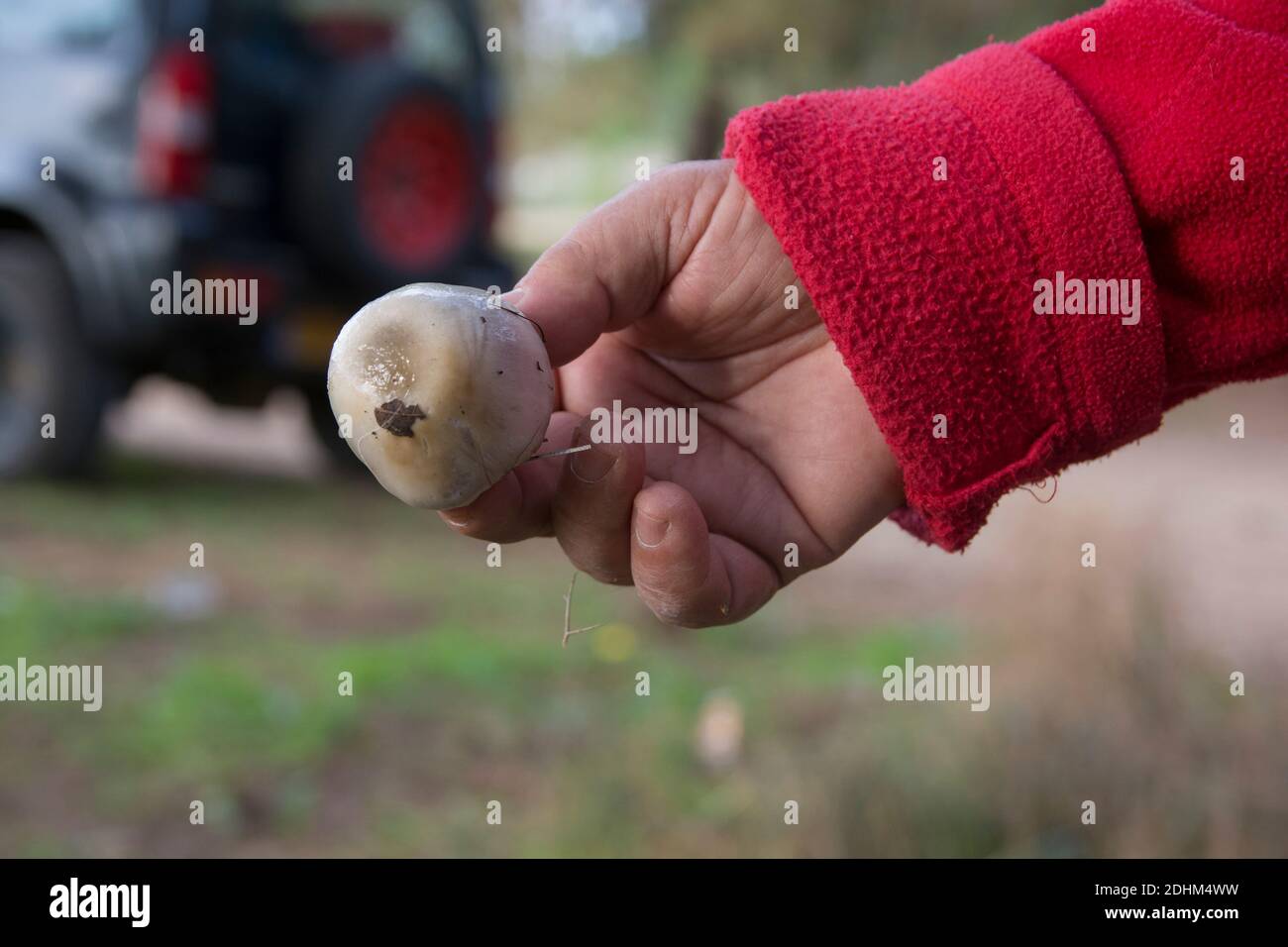 Man holding a fresh, just picked, 'Big sheath' mushroom (Volvopluteus gloiocephalus) Stock Photo
