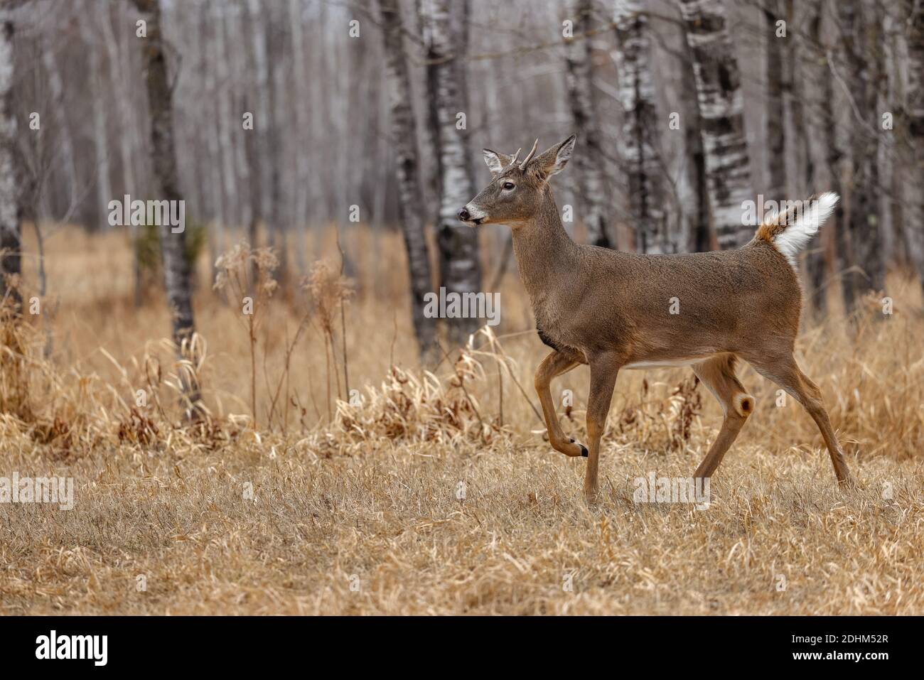 Young white-tailed buck alarmed by something in the distance. Stock Photo
