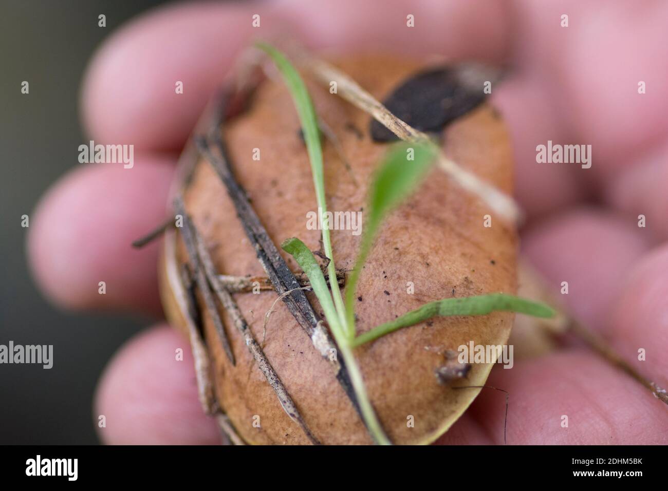 An hand presenting a just picked 'Weeping Bolete' (Suillus collinitus) mushroom, an edible mushroom found in pine forests, Israel Stock Photo