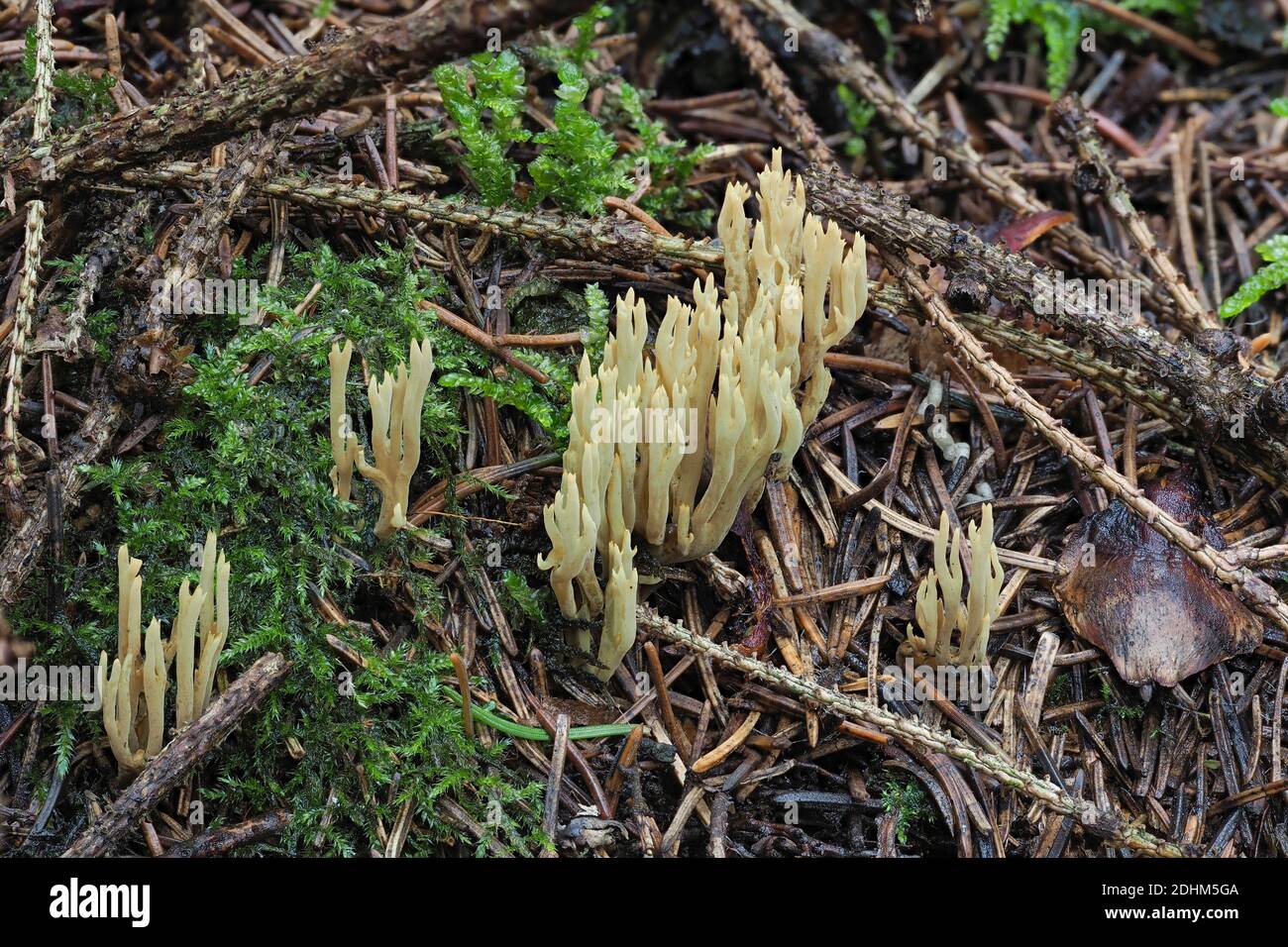 The Greening Coral-fungus (Phaeoclavaria abietina) is an inedible mushroom , stacked macro photo Stock Photo