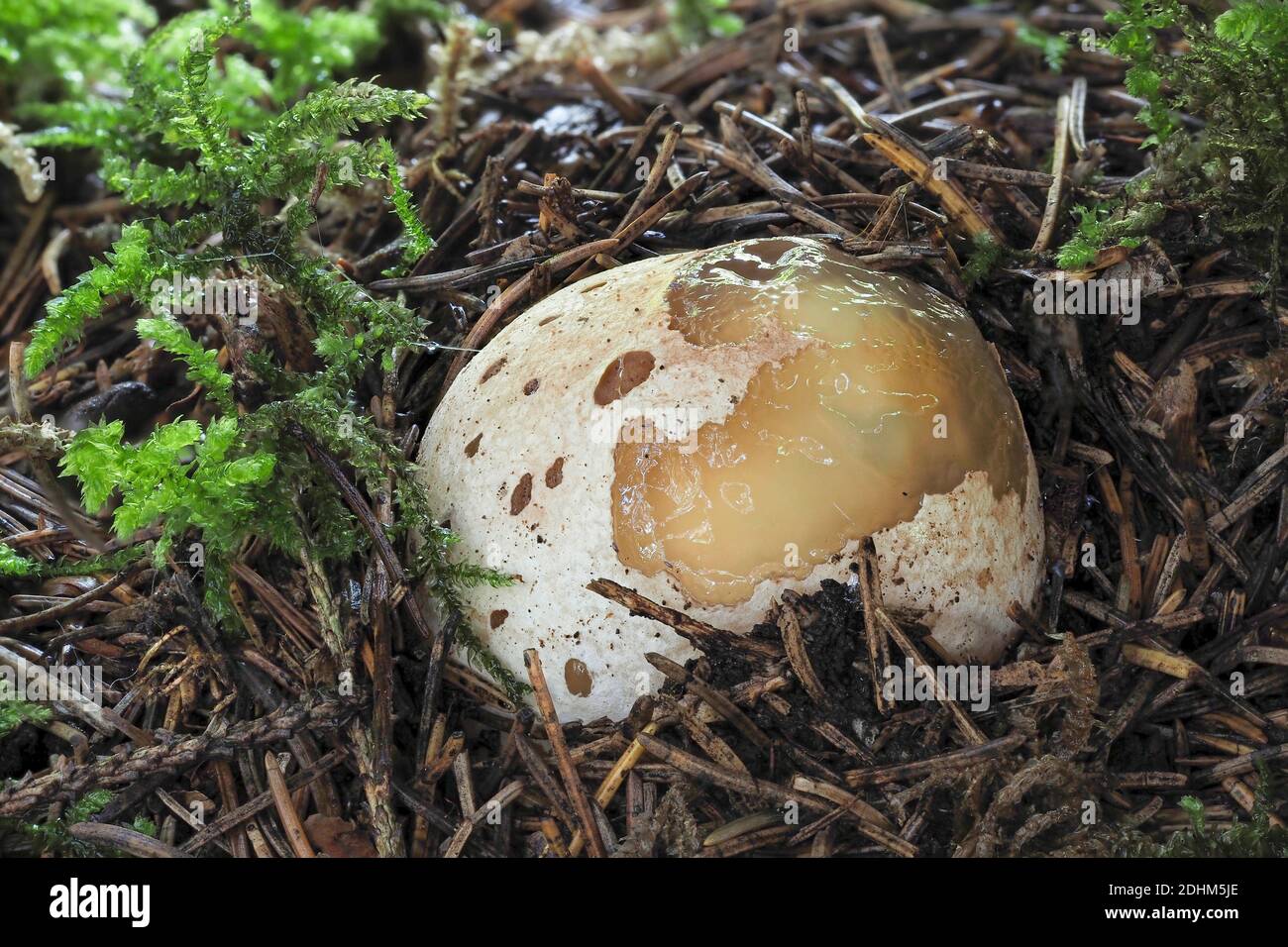 The Stinkhorn (Phallus impudicus) is a jung edible mushroom , stacked macro photo Stock Photo