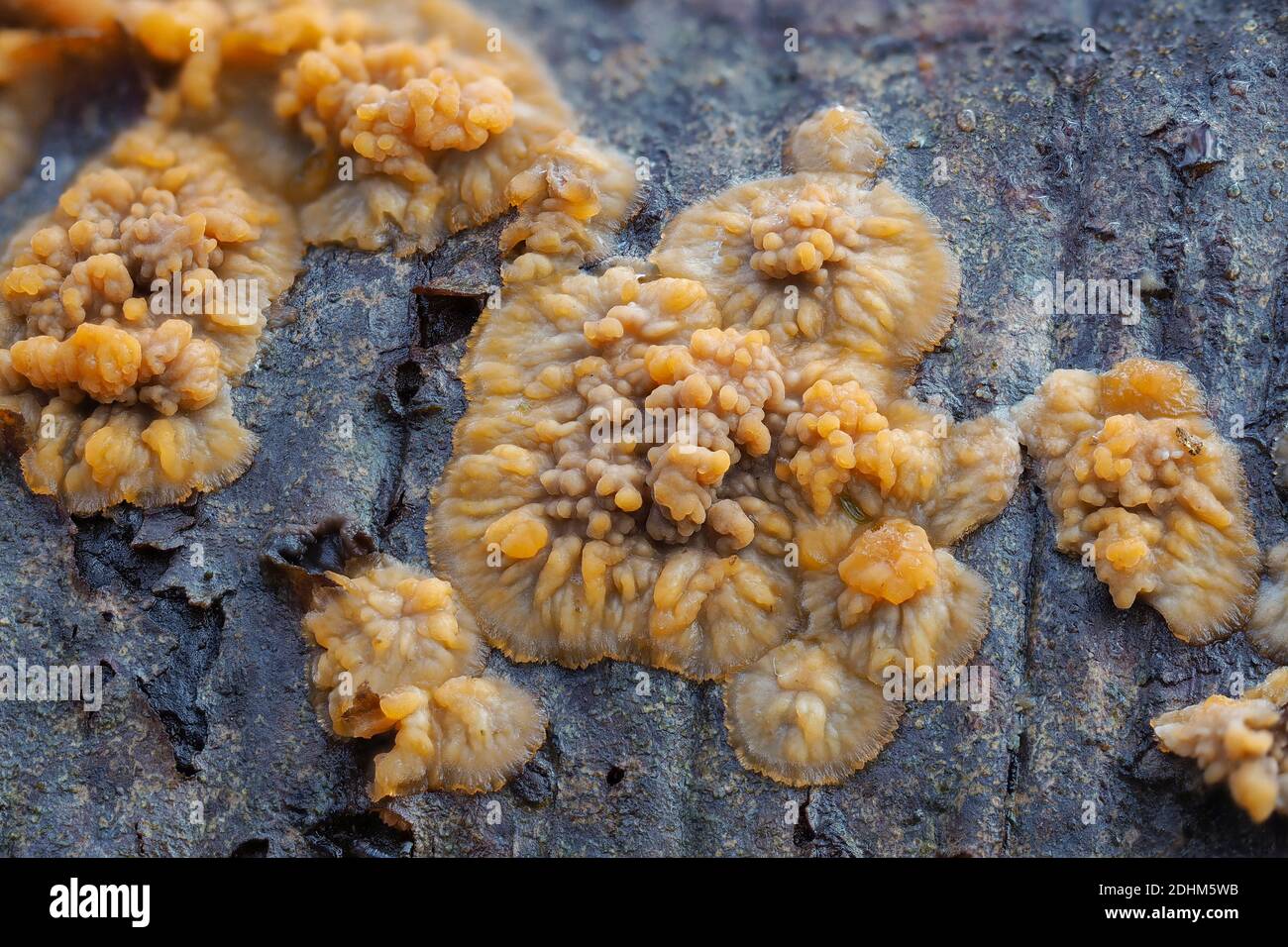 The Wrinkled Crust (Phlebia radiata) is an inedible mushroom , stacked macro photo Stock Photo
