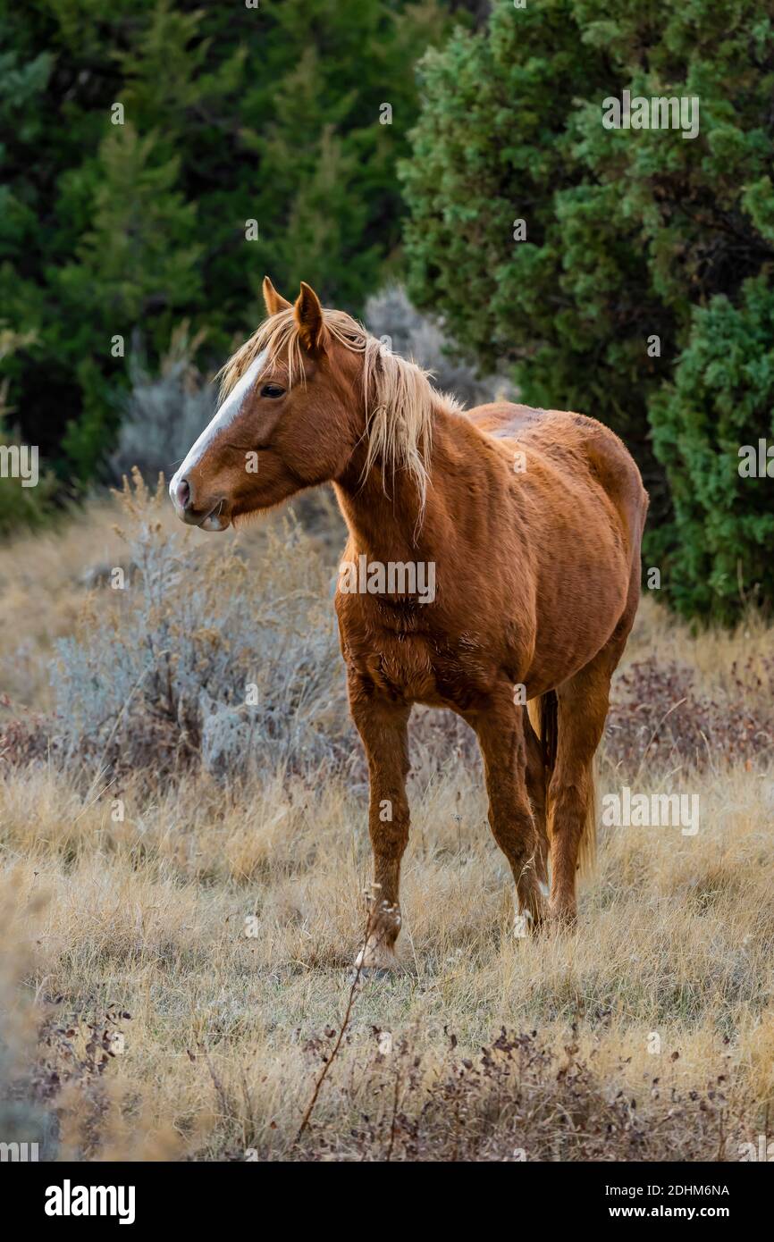 Feral horse, part of a demonstration herd as a symbol of our cultural heritage, in the South Unit of Theodore Roosevelt National Park near Medora, Nor Stock Photo