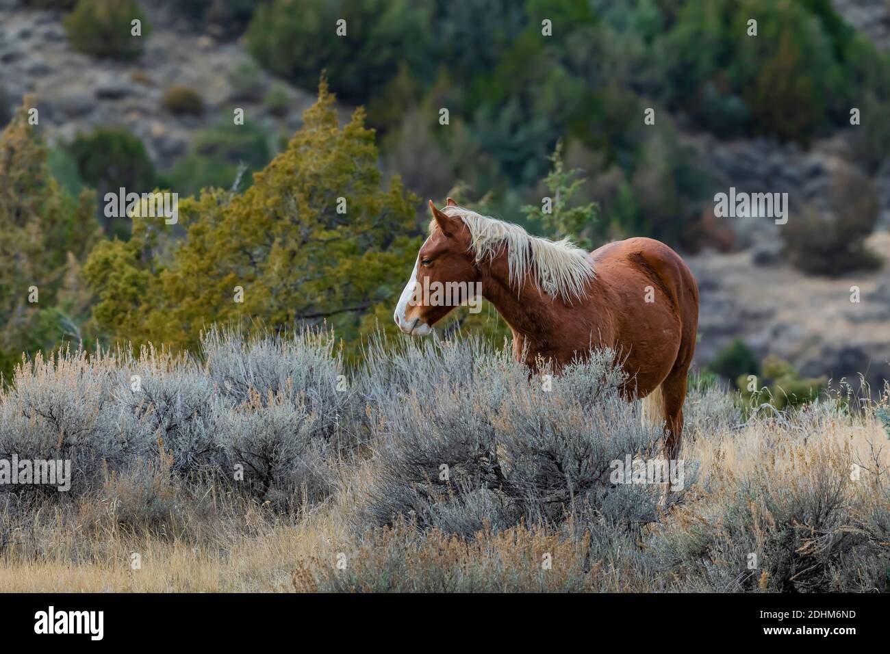 Feral horse, part of a demonstration herd as a symbol of our cultural heritage, in the South Unit of Theodore Roosevelt National Park near Medora, Nor Stock Photo