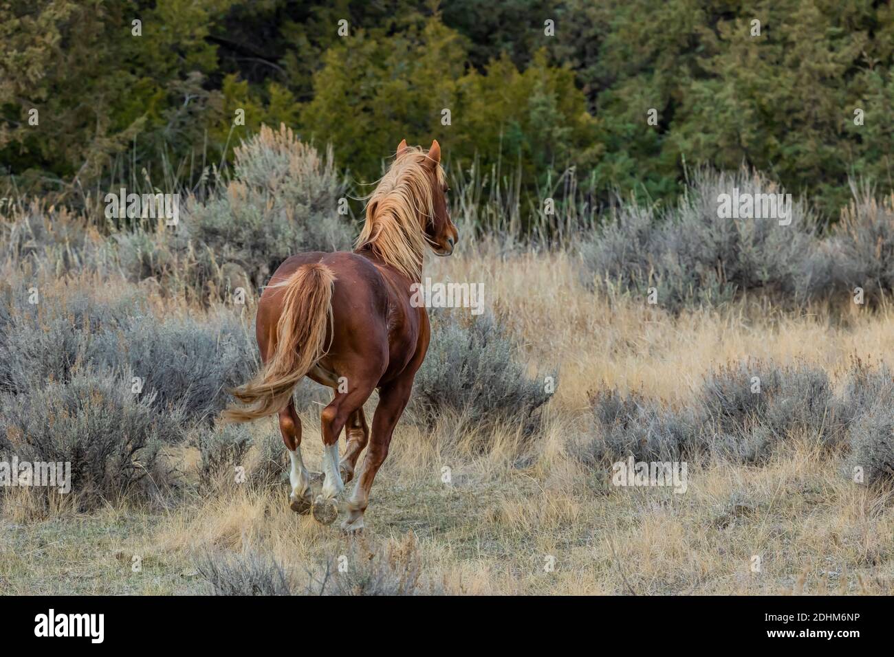 Feral horse running, part of a demonstration herd as a symbol of our cultural heritage, in the South Unit of Theodore Roosevelt National Park near Med Stock Photo