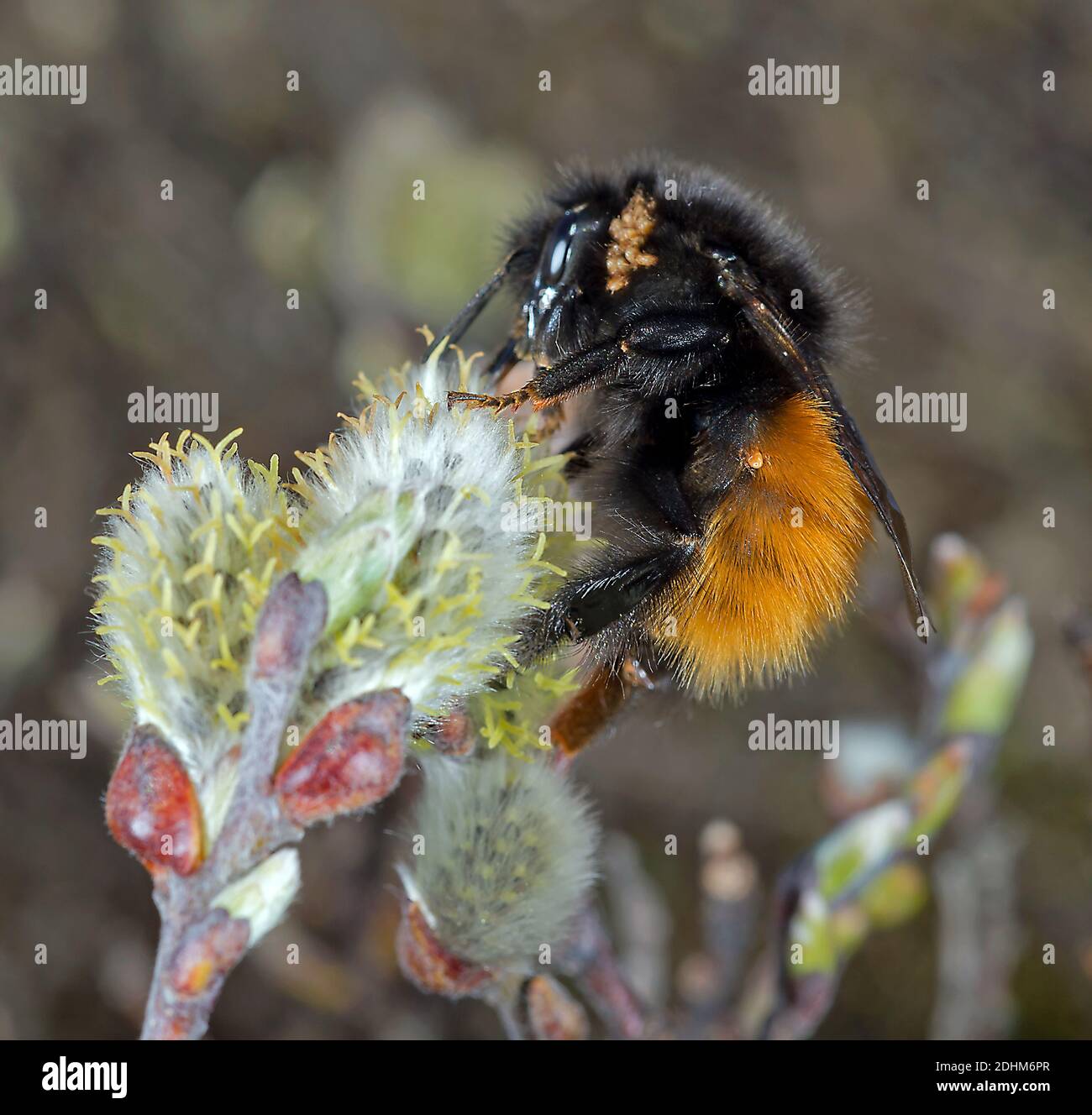 Queen of the bumblebee (Bombus lapponicus scandinavicus) with parasitic mites feeding on female Willov flower at Dyranut, Hardangervidda southern Norw Stock Photo