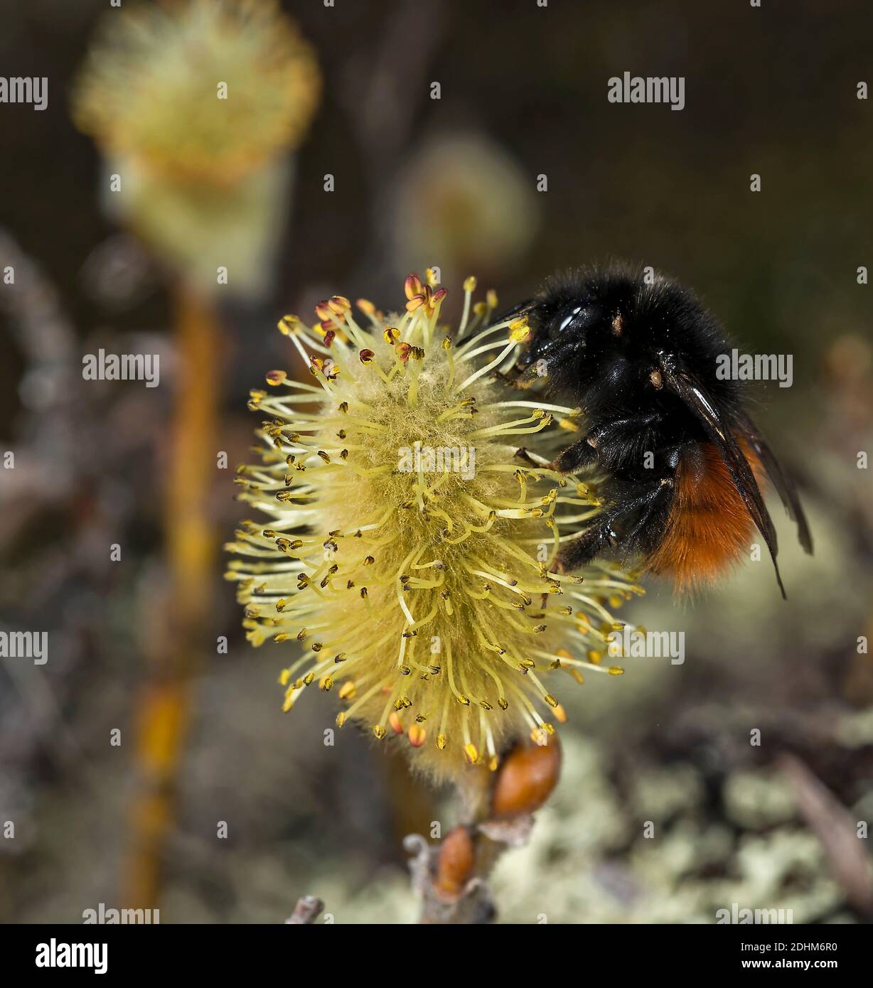 Quee of the bumblebee (Bombus lapponicus scandinavicus) with parasitic mites feeding on male Willov flower at Dyranut, Hardangervidda southern Norway Stock Photo
