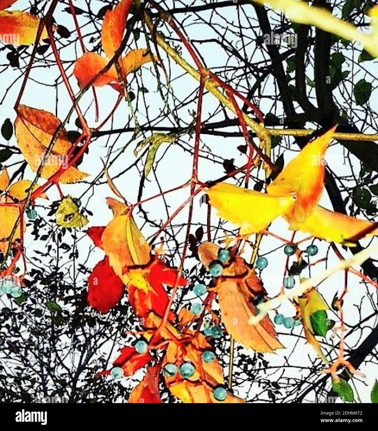 Colourful ivy leaves. Autumn leaves in yellow, orange and red colours. Ivy branches in fall. Stock Photo