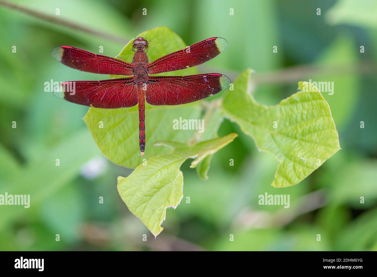 The dragonfly Neurothemis ramburii from Sepilok, Sabah, Borneo Stock Photo