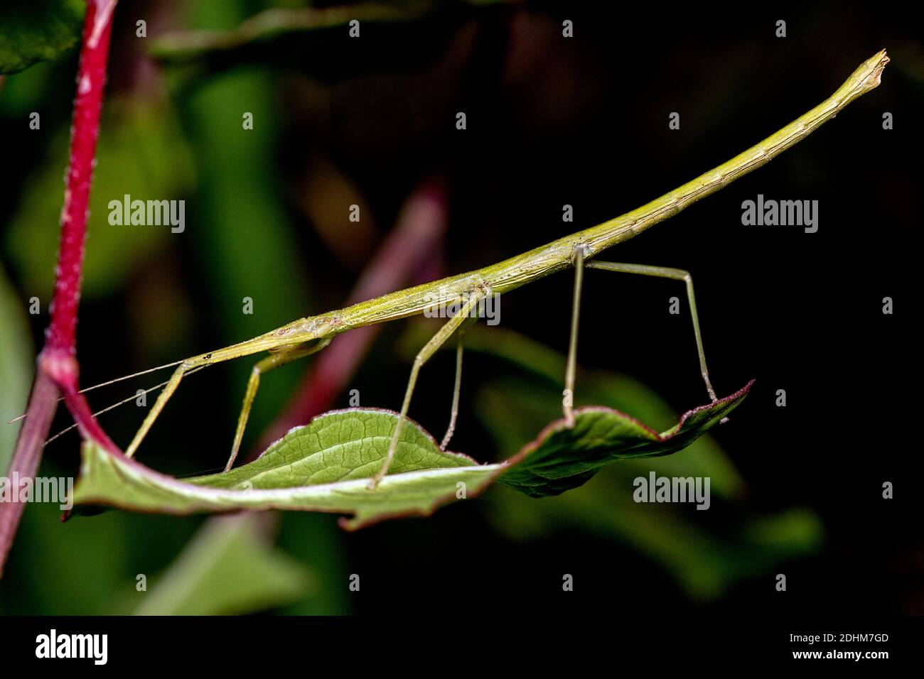 Stick insects madagascar hi-res stock photography and images - Alamy