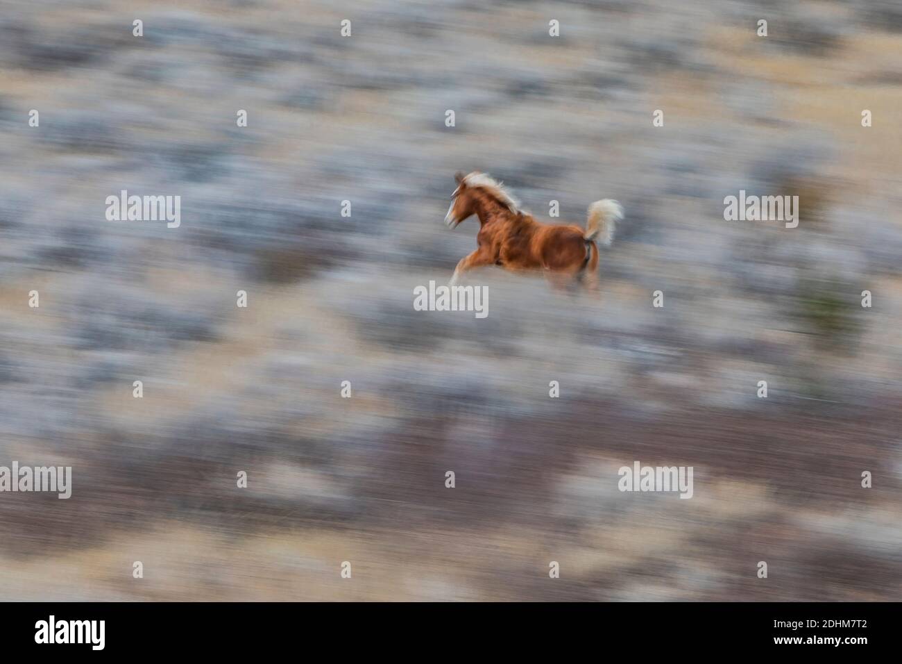 Feral horse running, part of a demonstration herd as a symbol of our ...