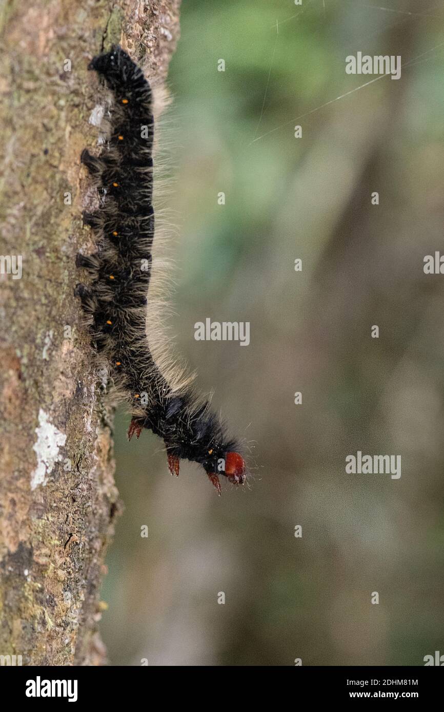 Unidentified carterpillar of a moth or butterfly from the rainforest of Andasibe, Madagascar. Stock Photo