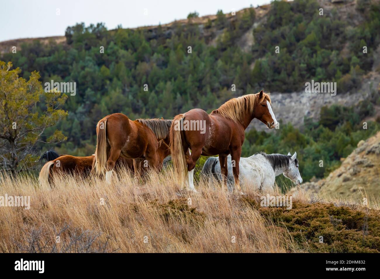 Feral horse band, part of a demonstration herd as a symbol of our cultural heritage, in the South Unit of Theodore Roosevelt National Park near Medora Stock Photo