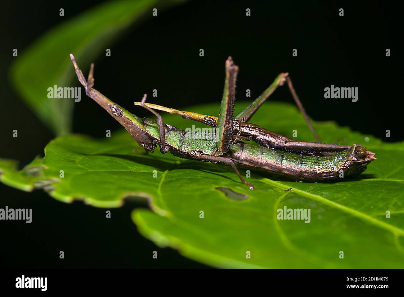 Pair of the wingless pyrgomorph grasshopper Omura congrua mating in the rainforest of La Selva, Ecuador. Stock Photo