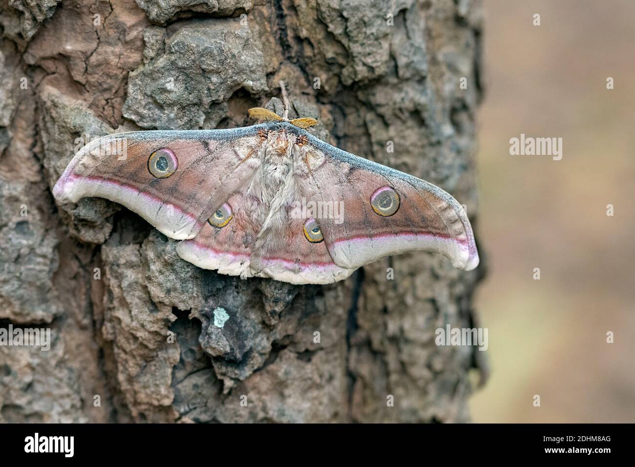 Tasar silkworm moth (Antheraea mylitta) from bandhavgarh National Park, Madhya Pradesh, India. Stock Photo