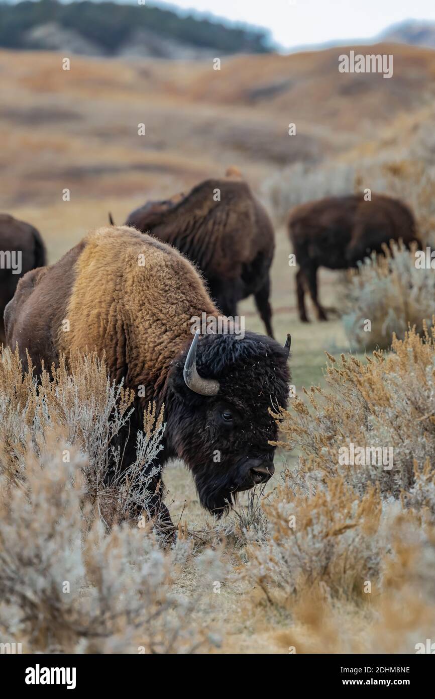 Bison, an icon of the Great Plains, in the grasslands of Theodore