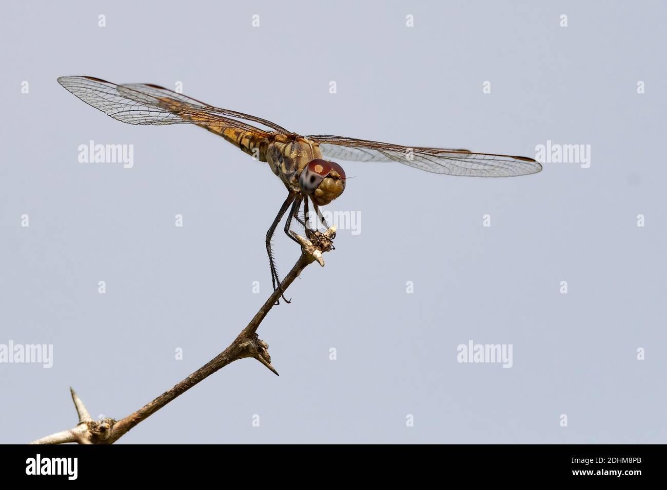 Probably an immature red-veined dropwing (Trithemis arteriosa) from Kruger NP, South Africa. Stock Photo