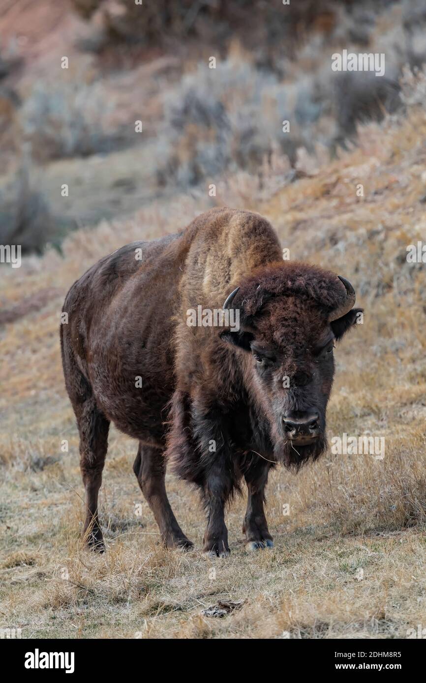 Bison, an icon of the Great Plains, in the grasslands of Theodore