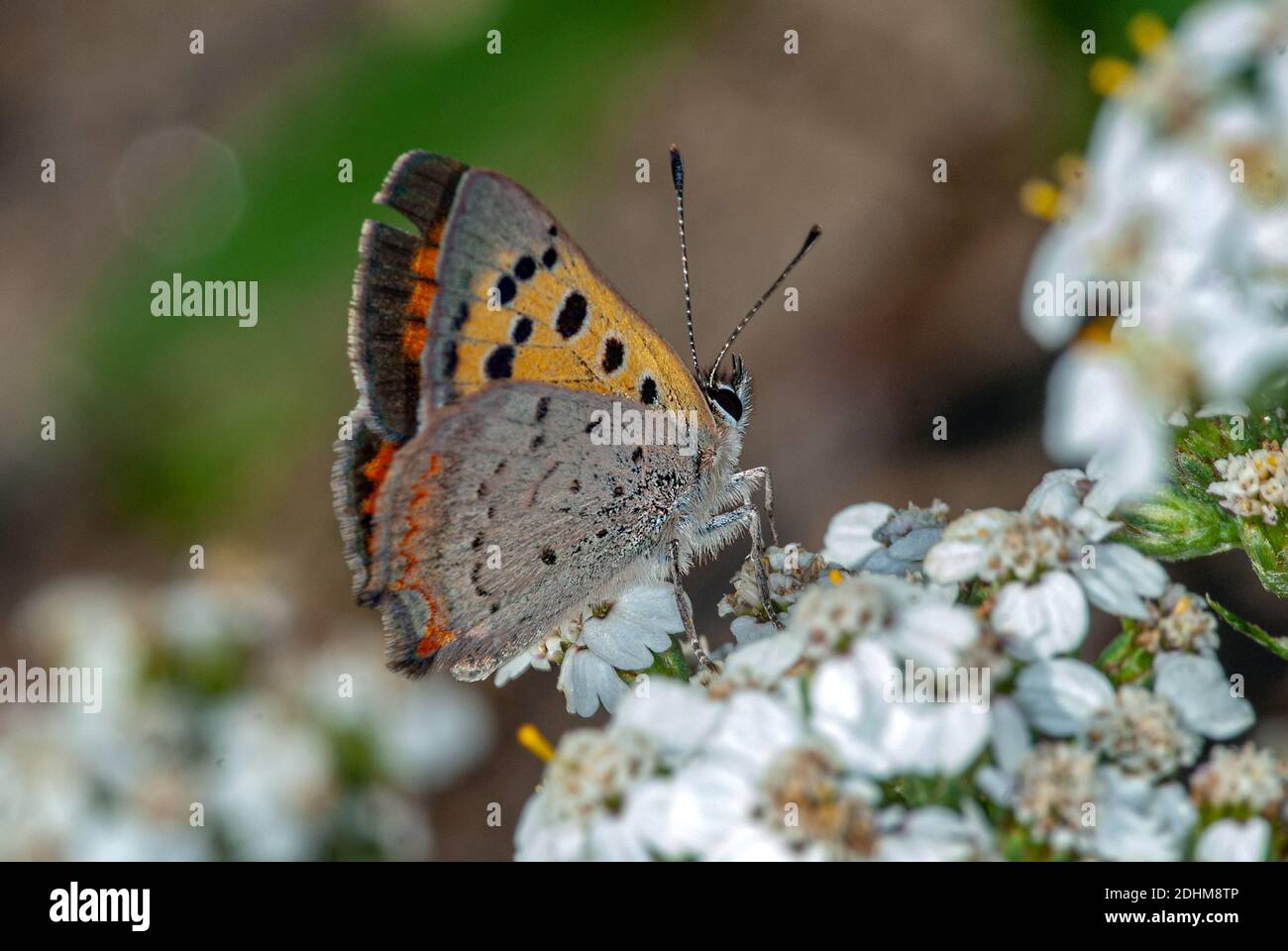 Small copper (Lycaena phlaeas) from southern Norway in August. Stock Photo