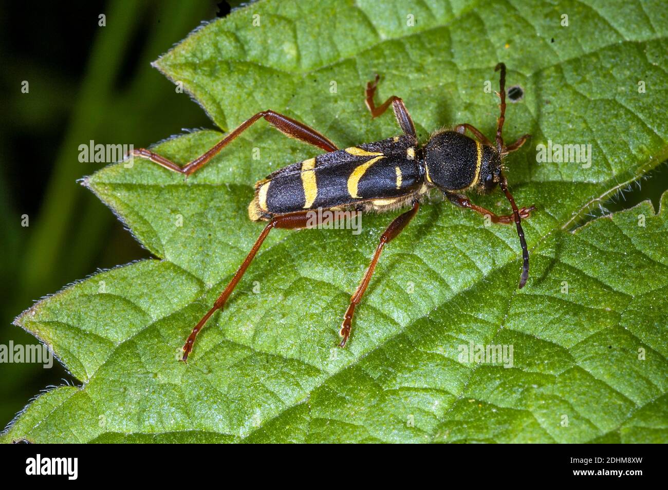 Wasp-mimicking lonhorn beetle (Clytus arietis) from south-western Norway. Stock Photo
