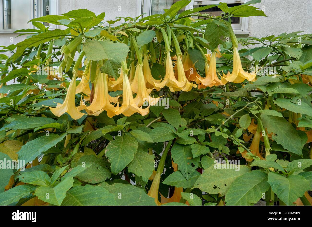 Closeup yellow datura flower Brugmansia versicolor Stock Photo - Alamy