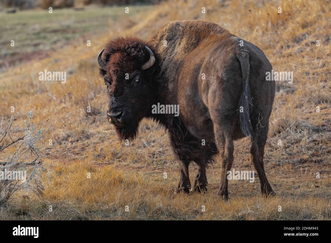 Bison, an icon of the Great Plains, in the grasslands of Theodore