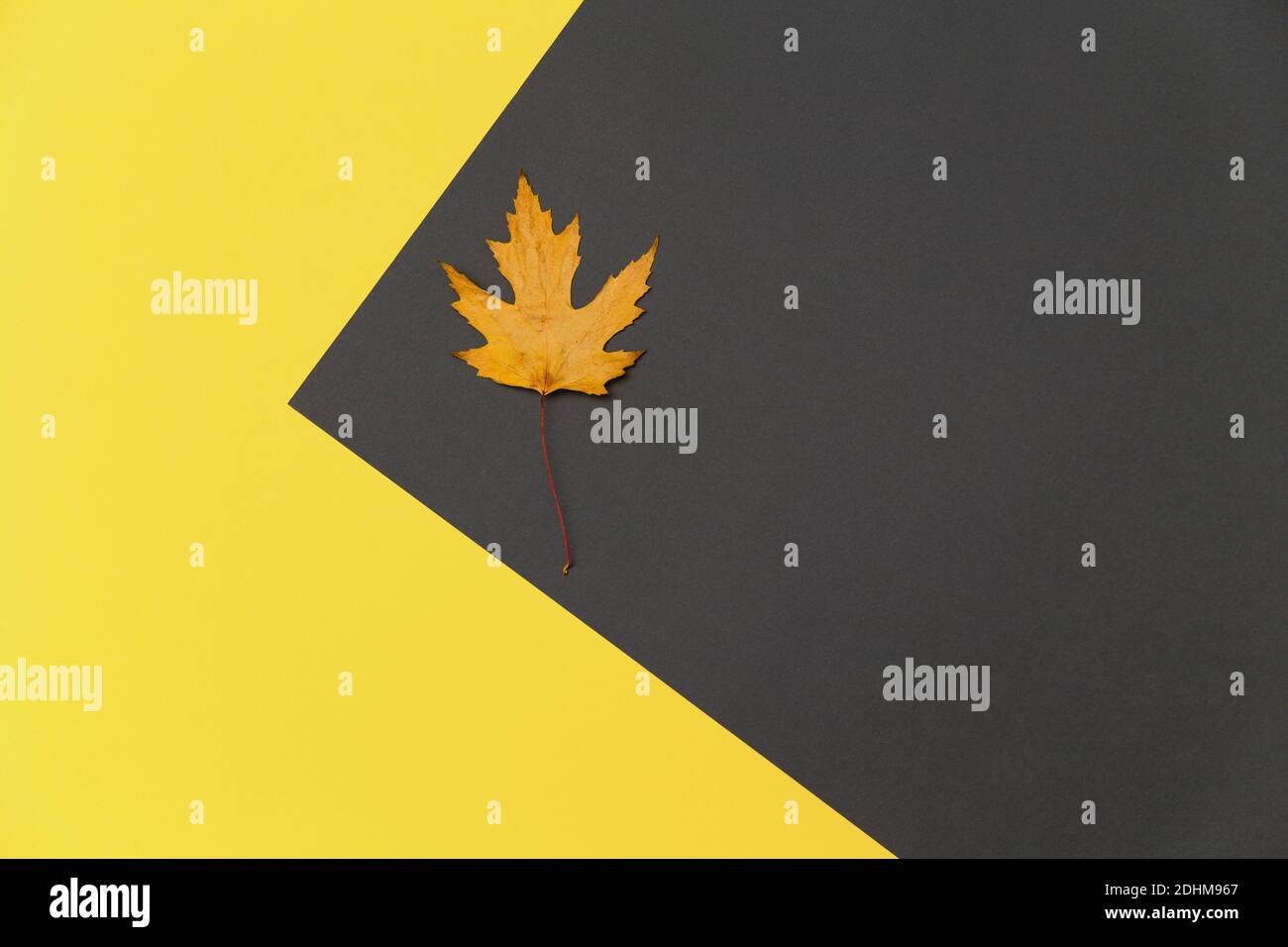 Platan leaf to maple leaf hi-res stock photography and images - Alamy
