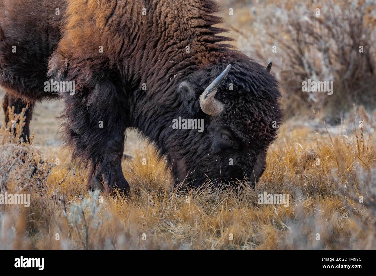 Great plains indians hi-res stock photography and images - Alamy