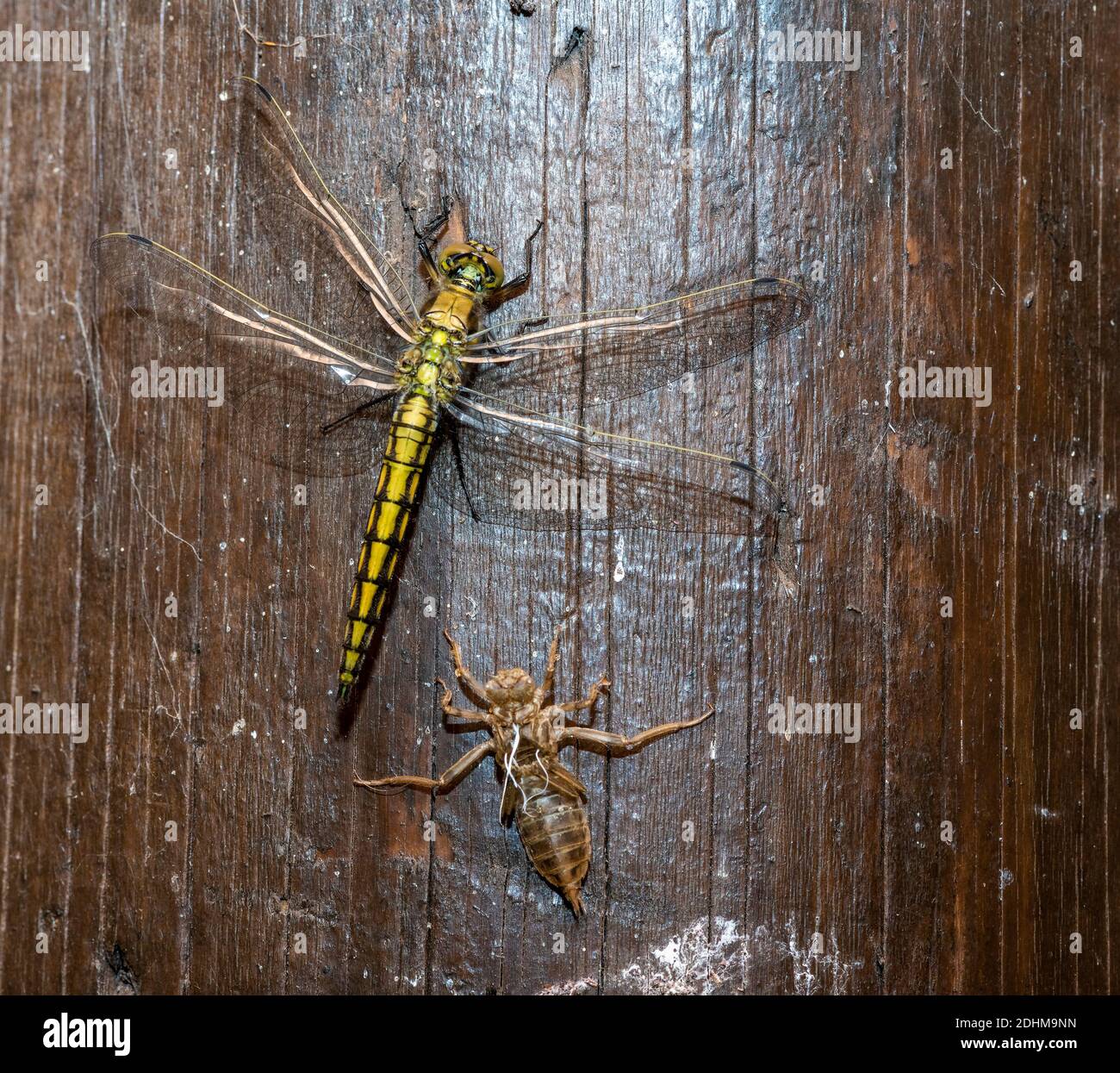 The nymph and a newly hatched female specimen of the blacktailed