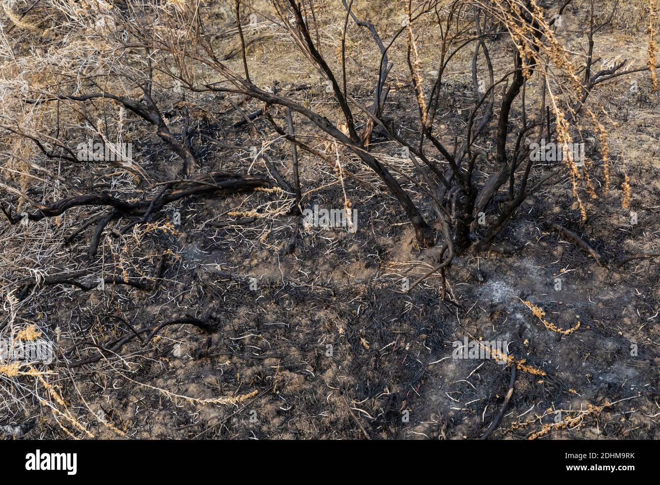 Controlled burn dakota hires stock photography and images Alamy