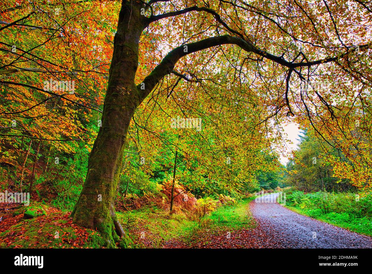 Tree in Autumn Colours Framing a Forest Road, Hamsterley Forest, County