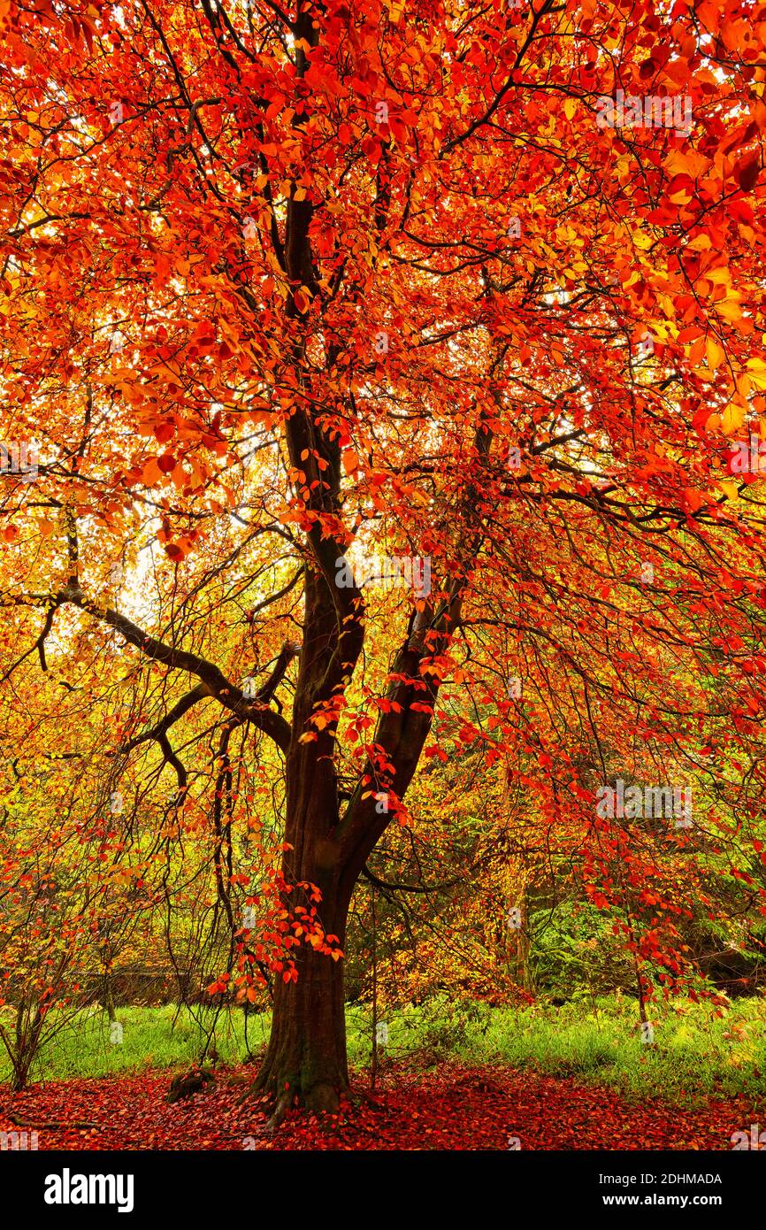 Close up Image of a Tree in Full Autumn Colours. Hamsterley Forest, County Durham, UK. Stock Photo
