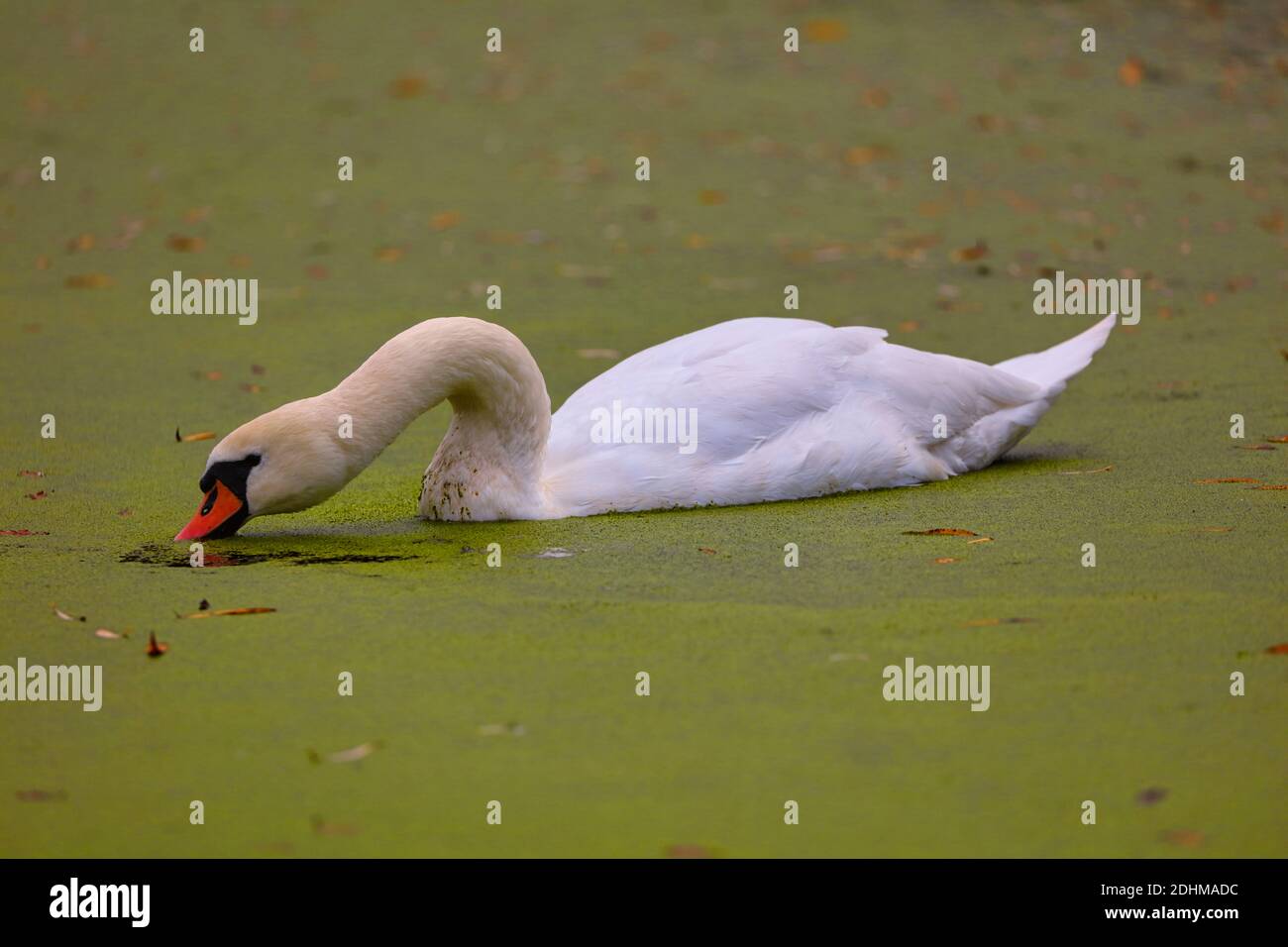 Mute Swan feeding on Duckweed in a Pond, County Durham, England, UK. Stock Photo