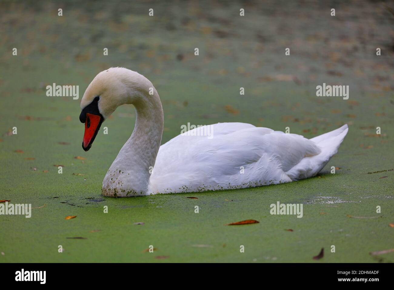 Mute Swan Swimming through Duckweed on a Pond, County Durham, England, UK. Stock Photo