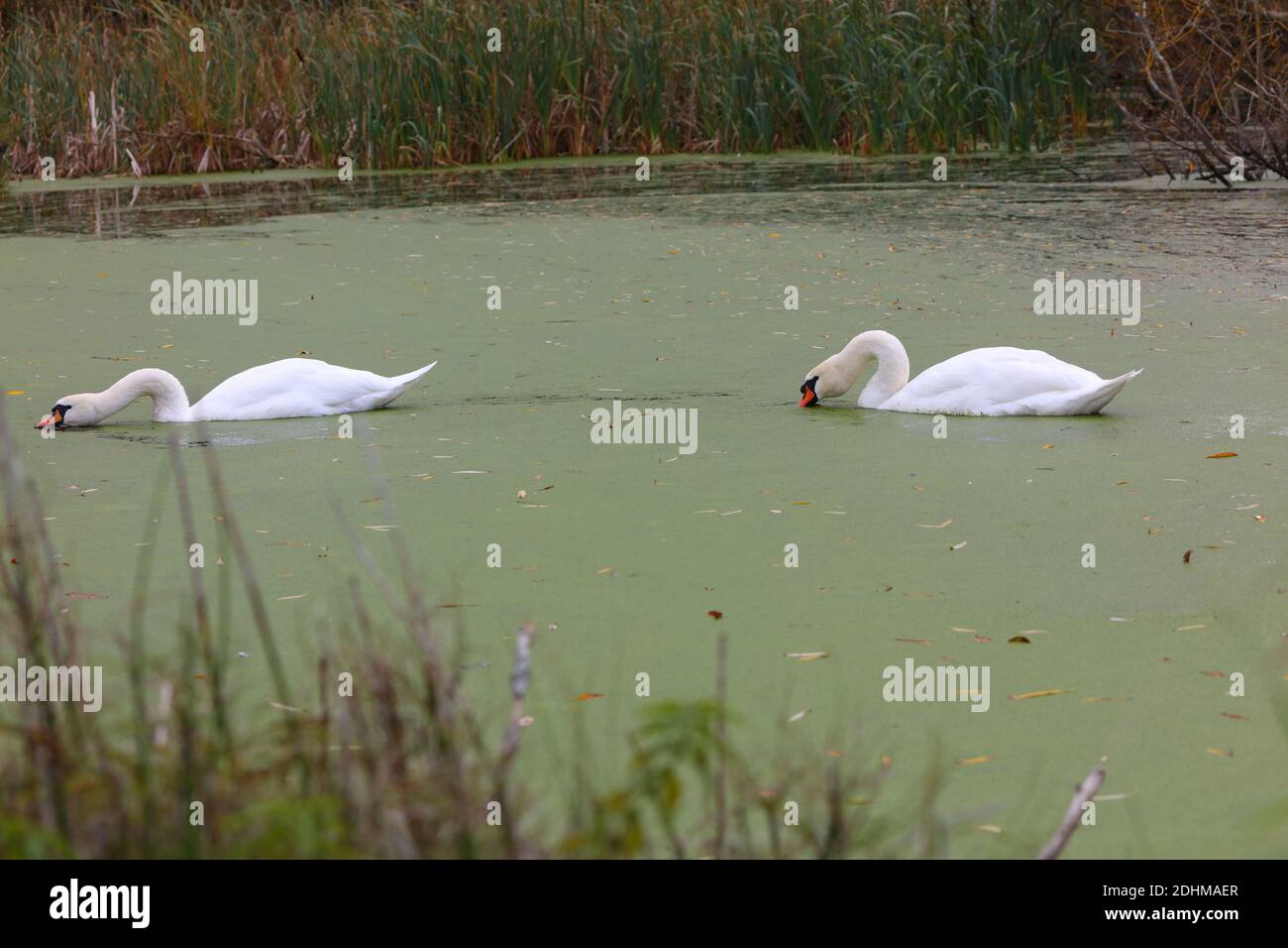 A Pair of Mute Swans feeding on Duckweed on a Pond, County Durham, England, UK. Stock Photo