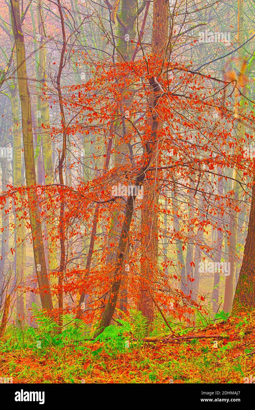 A Young Tree with Autumn Leaves on a Misty Morning in Woodland near