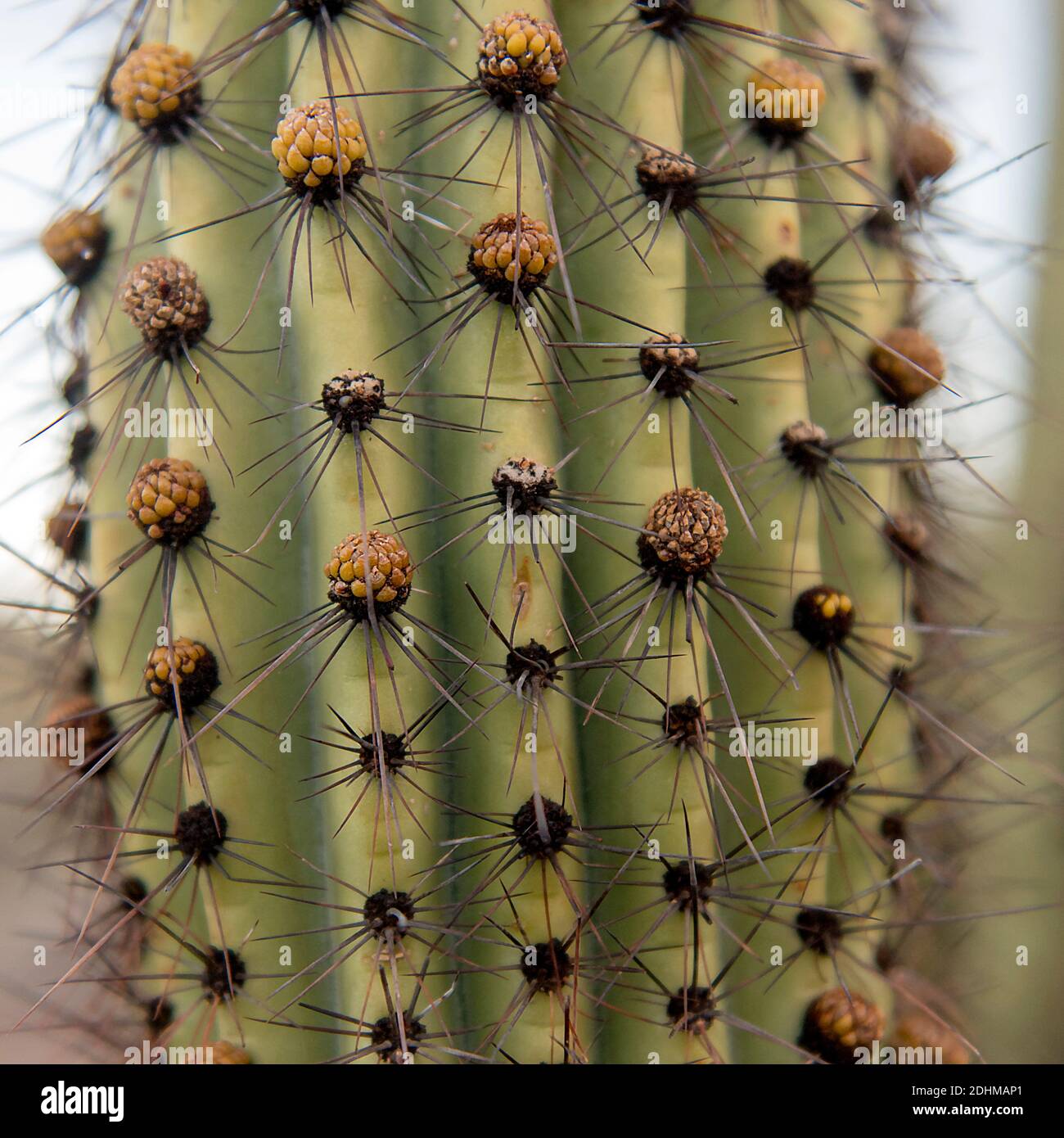 Close up of the Organ Pipe cactus (Stenocereu thurberi) from organ Pipe cactus National Monument, southern Arizona. Stock Photo