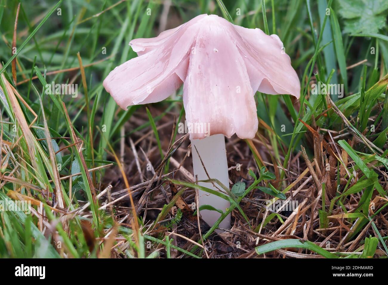 The Pink Waxcap (Porpolomopsis calyptriformis) is an inedible mushroom , stacked macro photo Stock Photo
