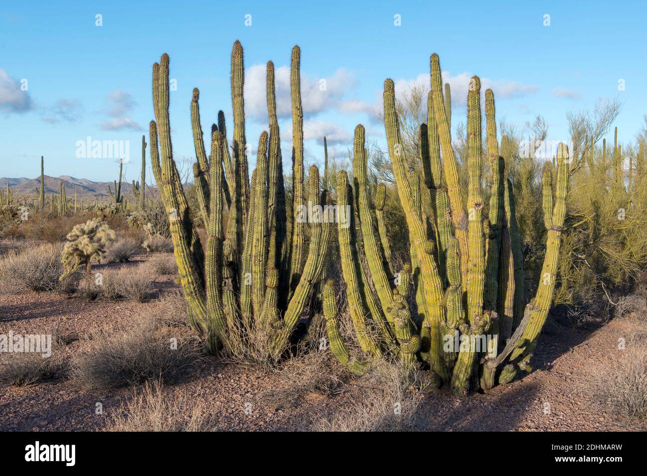 Organ Pipe cactus (Stenocereu thurberi) from organ Pipe cactus National Monument, southern Arizona. Stock Photo