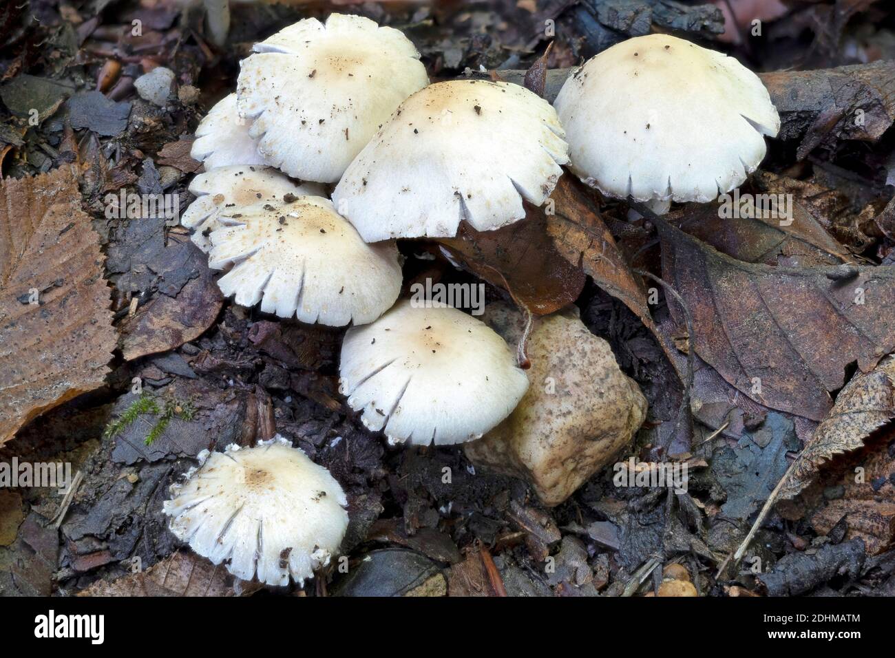 The Psathyrella candolleana is an edible mushroom , stacked macro photo Stock Photo