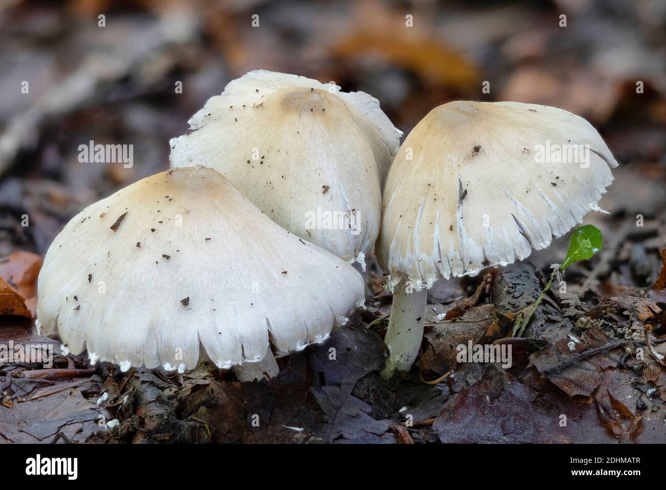 The Psathyrella candolleana is an edible mushroom , stacked macro photo Stock Photo