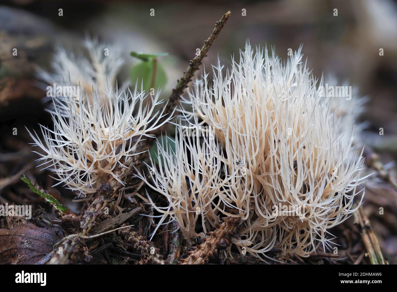 The Pterula multifida is an inedible mushroom , stacked macro photo Stock Photo