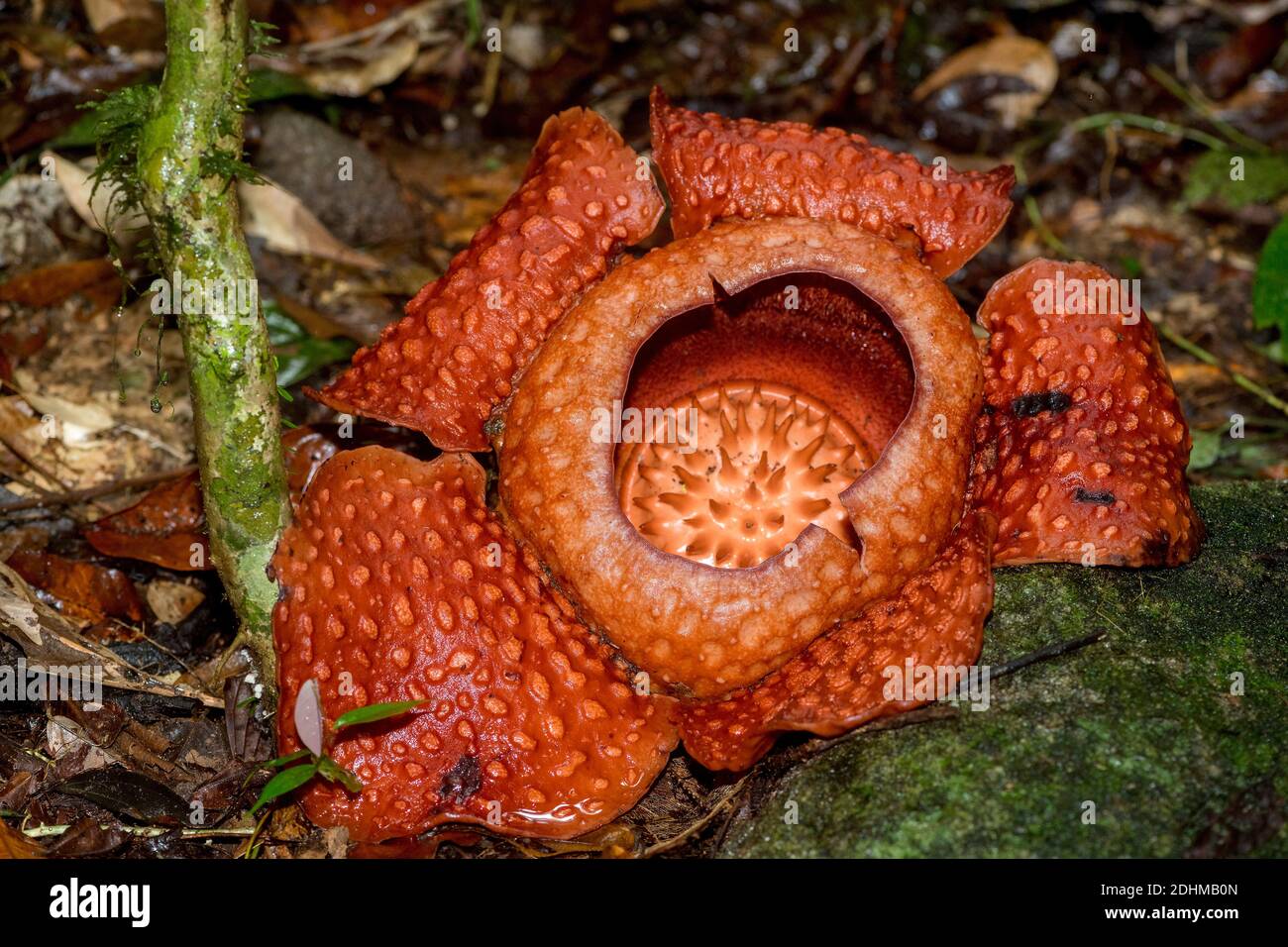 Giant flower of the parasitic Rafflesia tuan-mudae in Gundung Gading National Park, Sarawak, Borneo.  The flower is about 50 cm in diameter on its thi Stock Photo
