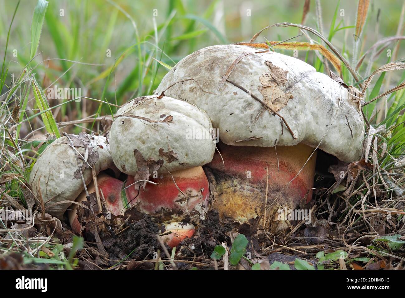 The Devils Bolete (Rubroboletus satanas) is a poisonous mushroom , stacked macro photo Stock Photo