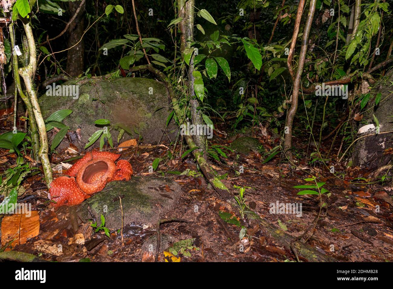 Giant flower of the parasitic Rafflesia tuan-mudae on the forest floor of Gundung Gading National Park, Sarawak, Borneo.  The flower is about 50 cm in Stock Photo