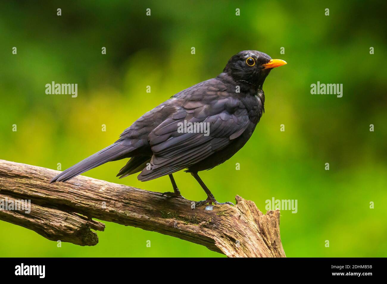 Turdus merula male female hi-res stock photography and images - Alamy