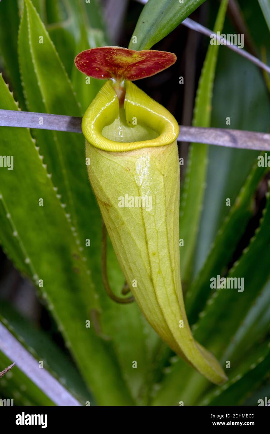 Well developed pitcher of the pitcher plant (Nephentes madagascariences ...