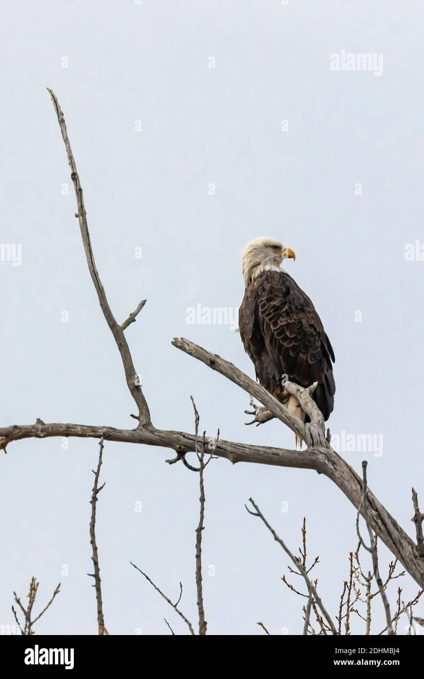 Bald Eagle, Haliaeetus leucocephalus in Theodore Roosevelt National Park near Medora, North Dakota, USA Stock Photo