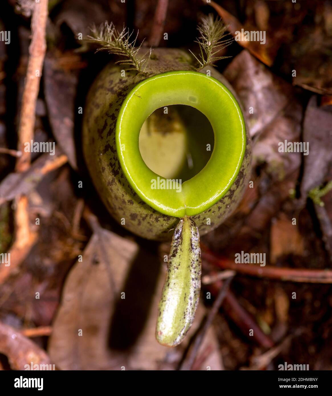 Ground Pitcher Ground pitcher from the pitcher plant Nephentes ampullaria in Kubah ...