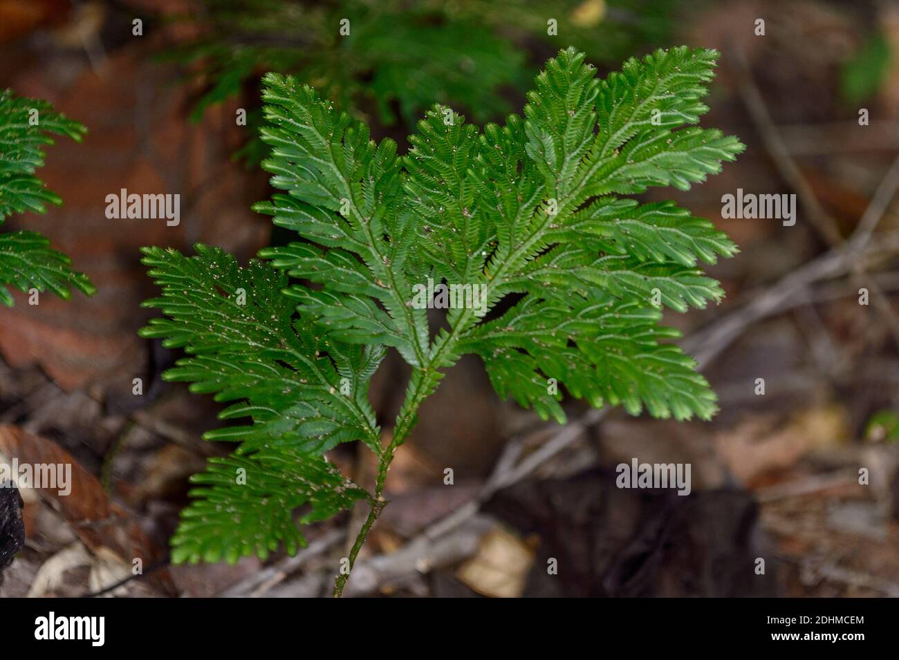 Spikemoss (Selaginella sp.) from the rainforest floor of Tabin, Sabah, Borneo (Malaysia). Stock Photo